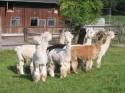 Runde vor dem Stall
PAZ Alpacas Peru Alpacazucht CH