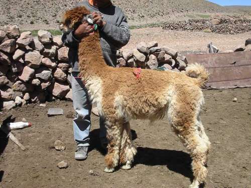 alpacas_138_side_adri.jpg