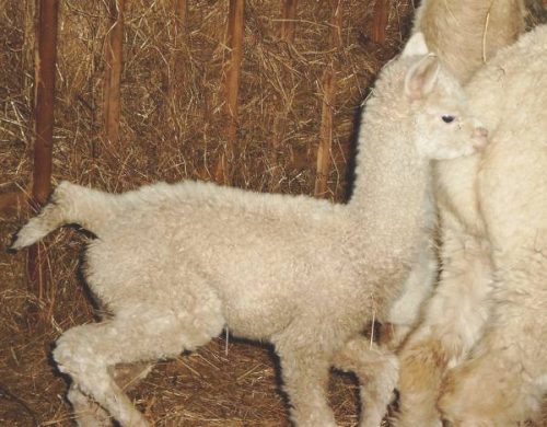 Running-Male-Cria.jpg